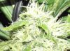 Flower Day 39_27  GG.jpg