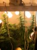 Grow Room 102.JPG