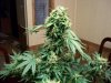 big bud 014.jpg