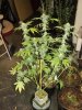 2 oz flushed plant.jpg