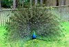 peacock-display001.jpg