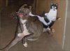 the-matrix-cat-fight-10633-1234742594-0.jpg