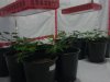 testez-368516-albums-357-magnum-grow-picture1774312-09062011032.jpg