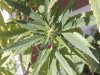 WEED PLANT 092.jpg