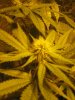 New Grow Room Pics 051.jpg