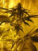 New Grow Room Pics 009.jpg