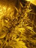 New Grow Room Pics 050.jpg