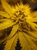 New Grow Room Pics 029.jpg