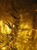 New Grow Room Pics 049.jpg