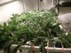 SCROG1.jpg