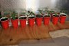 2 weeks old new pots 005.jpg