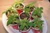 2 weeks old new pots 026.jpg