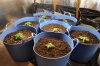 2 weeks old new pots 027.jpg