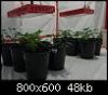 testez-368516-albums-357-magnum-grow-picture1782116t-09122011037.jpg