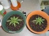 MG Grow 1 014.jpg