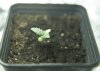 seedling B- pic1.jpg