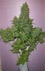 OGREday77 skunk phenoharv.jpg