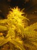 New Grow Room Pics 047.jpg