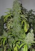 TrainXSweettooth78DaysFlower2_20_04.jpg