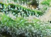 Trichomes21.jpg