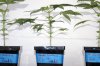 Week-5-seedlings-C6-female.jpg