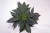 Week-5-seedlings-B4-Top-male.jpg