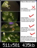 trichome%20chart.png