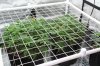 SCROG 1.jpg