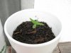 seedling#1.jpg