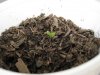 seedling#2.jpg