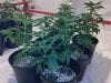 testez-368516-albums-357-magnum-grow-picture1814590-10012011085.jpg