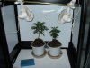 WhiteRussian 35 days veg 004.jpg