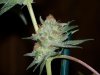 seeded bud 010.jpg