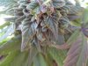 Indica bud 100811purp.jpg