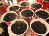 seedlings Oct 9 2011 002.jpg