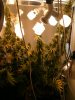 Grow Room 138.JPG