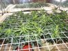 grow week 9 003.jpg