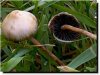 psilocybe-semilanceata-liberty-caps-in-whales-uk.jpg