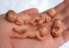 butthole babies.jpg