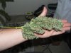 Larger Bud.jpg