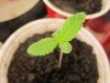 seedling 1 week old .. exodus cheese 005.jpg