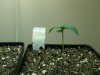 1 WEEK AFTER BEING PLANTED - 4 SENSI KUSH-3-BAG SEEDS-AND 2 SSH AUTOS.jpg