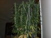 shadeslay-293496-albums-second-grow-6-weeks-bloom-picture1684658-sativa-example-lst-late-into.jpg