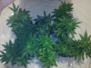 testez-368516-albums-357-magnum-grow-picture1839334-10152011173.jpg