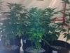 testez-368516-albums-357-magnum-grow-picture1839333-10152011172.jpg