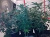 testez-368516-albums-357-magnum-grow-picture1839335-10152011171.jpg