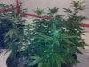 testez-368516-albums-357-magnum-grow-picture1839331-10152011168.jpg