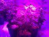 testez-368516-albums-357-magnum-grow-picture1839322-10152011167.jpg