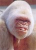 monkey_smile-216x300.jpg