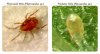 phyto_predator_mites.jpg